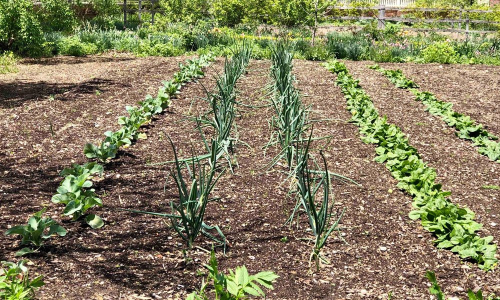 Compost en surface au potager 