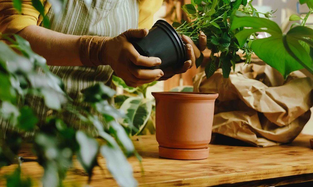 Rempotage avec du compost