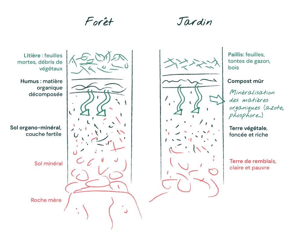 Rôle du compost sur le sol